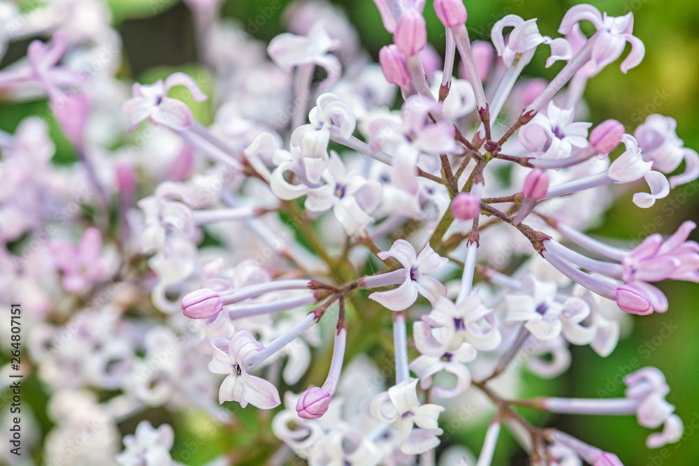 Blossoming Syringa lilac bush, natural scene