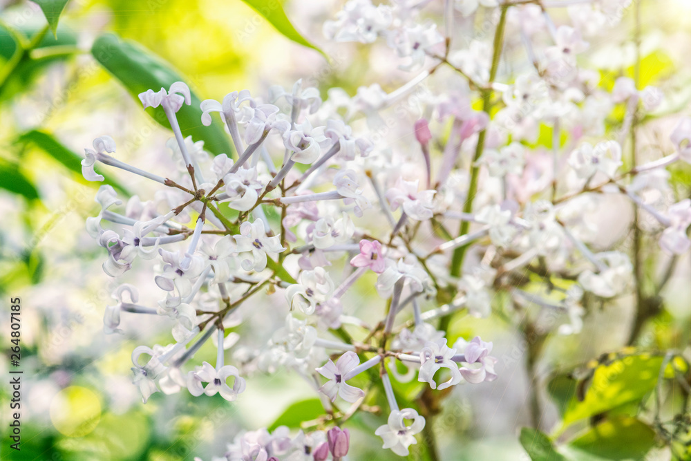Blossoming Syringa lilac bush, natural scene Blossoming Syringa lilac bush, natural scene