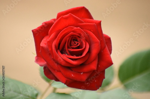 beautiful red rose with leaves