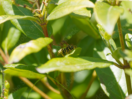 Guêpe poliste 'Polistes dominula' photo