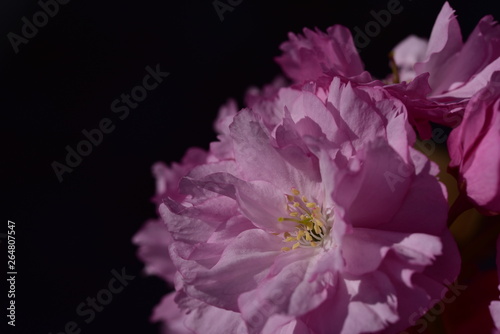 nahaufnahme einer rosa kirschblüte vor dunklem hintergrund mit blütenbättern im frühling