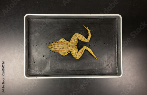 Frog Dissection