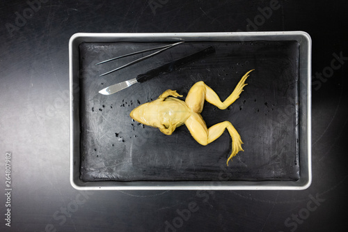Εκτύπωση καμβά Frog Dissection
