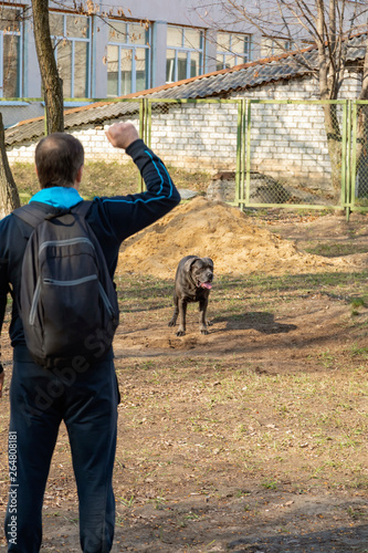 Dog breed Cane Corso performs the host commands on the training platform.