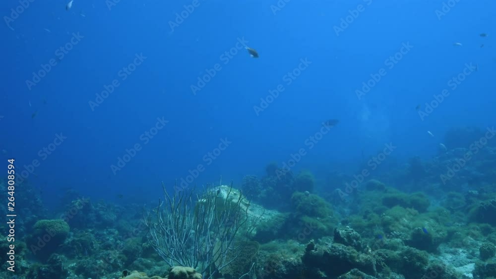 Loggerhead Sea Turtle in coral reef of Caribbean Sea around Curacao