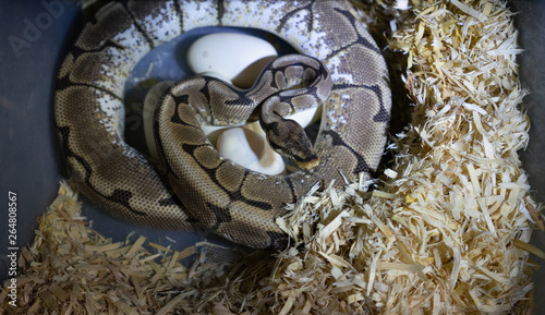 Female ball python with eggs