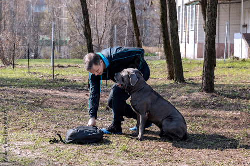 Dog breed Cane Corso performs the host commands on the training platform.