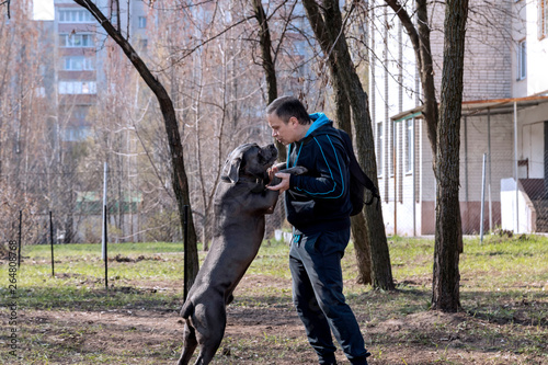 Dog breed Cane Corso plays with the owner on the training ground.