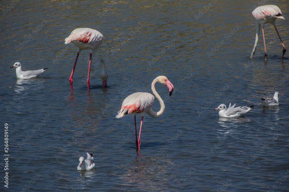 Flamingos on the salt lake