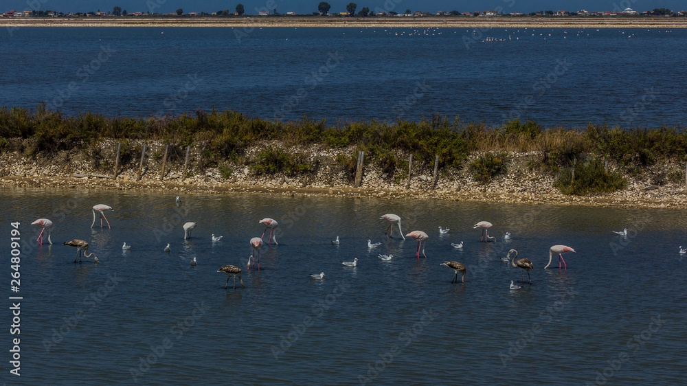 Flamingos on the salt lake