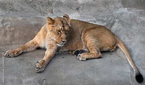 Young asian lioness in her enclosure. Latin name - Panthera leo persica