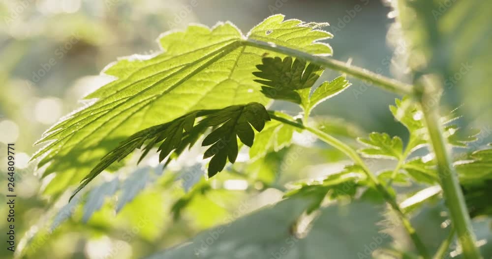 Common stinging nettle - a herb plant in nature, backlit by the sun. A closeup shot. Common stinging nettle - a herb plant in nature, backlit by the sun. A closeup shot.