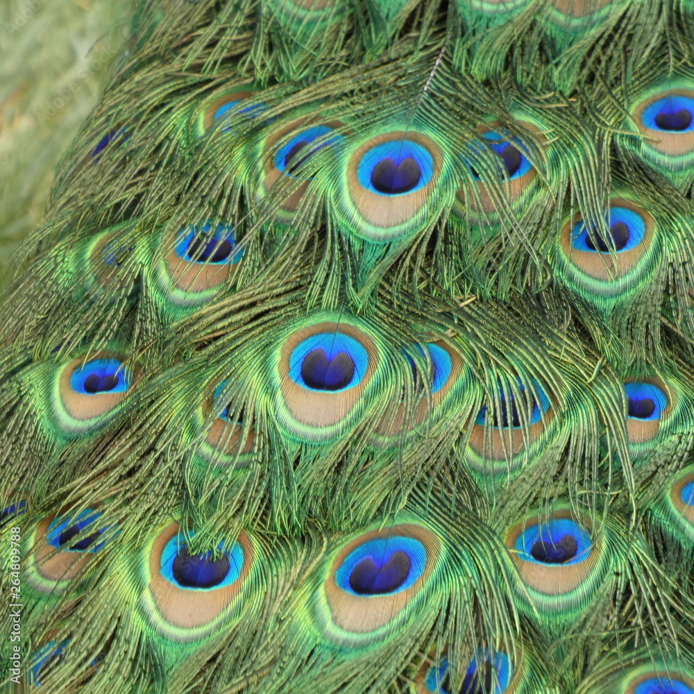 Fototapeta premium peacock with feathers