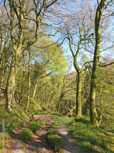 a long narrow dirt path alongside surrounded by budding spring forest trees and blue sky in the colden valley west yorkshire