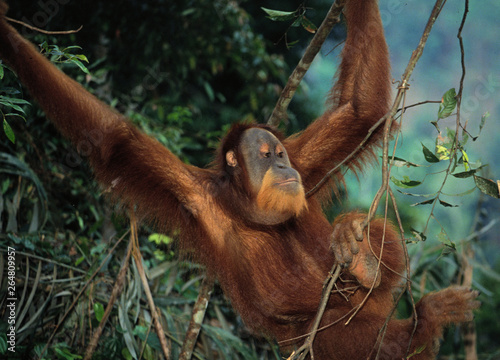 Billede på lærred orang-utan aus sumatra