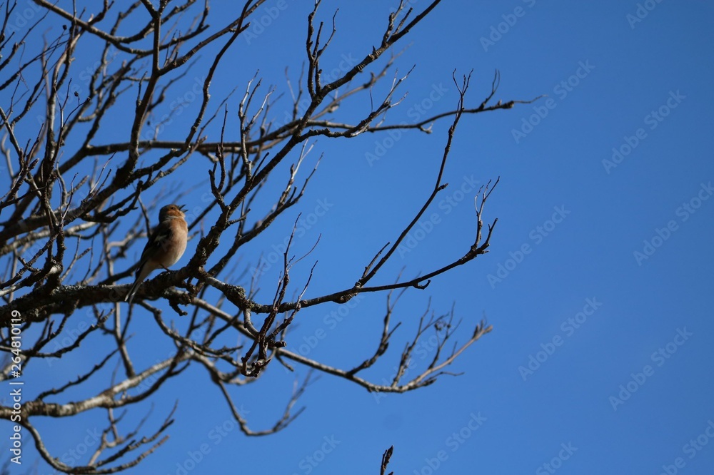 Chaffinch on tree Chaffinch on tree