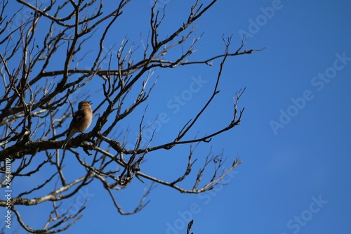 Chaffinch on tree