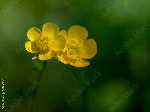 Two bright yellow Buttercup flowers with narrow depth of field. Togetherness concept, blurry background. Ranunculus acris.