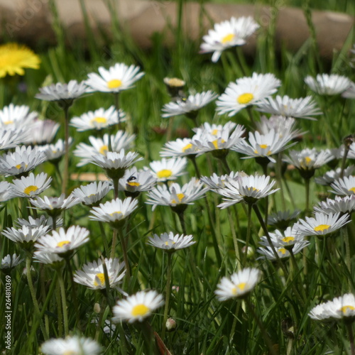 field of daisies