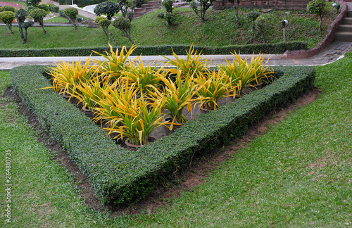 flowers in the garden