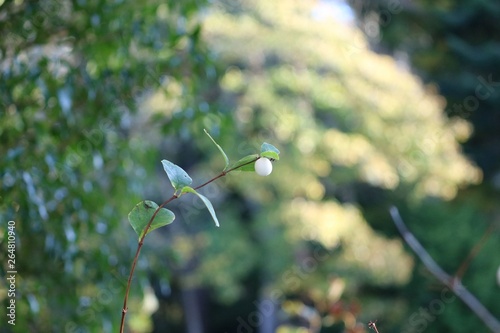 Lone berry