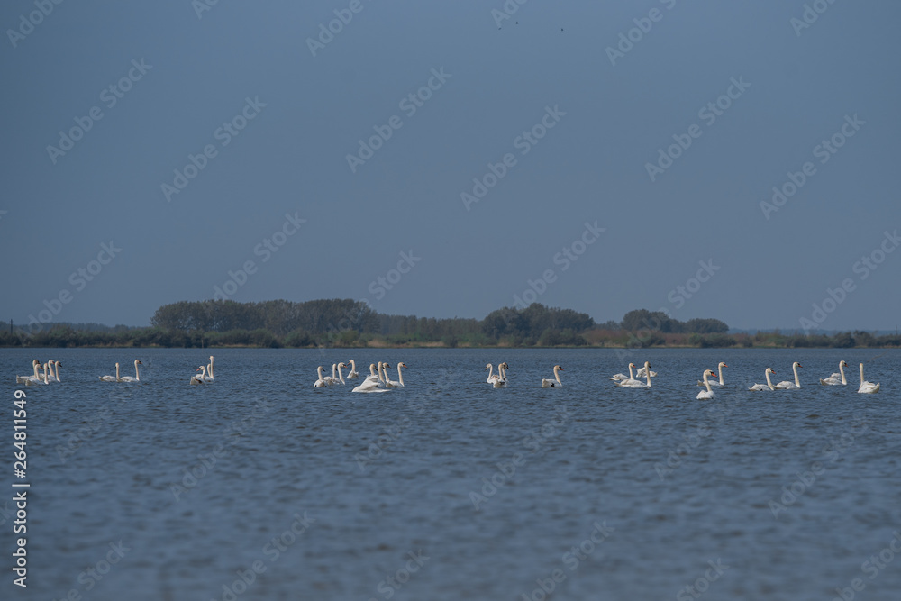 Swan and wild birds fly and swim on the lake Swan and wild birds fly and swim on the lake