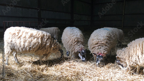 North Country Mule ewes at lambing time indoors