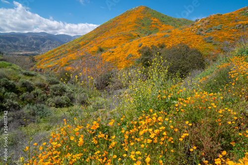 Walker Canyon in Lake Elsinore California  covered in wildflowers