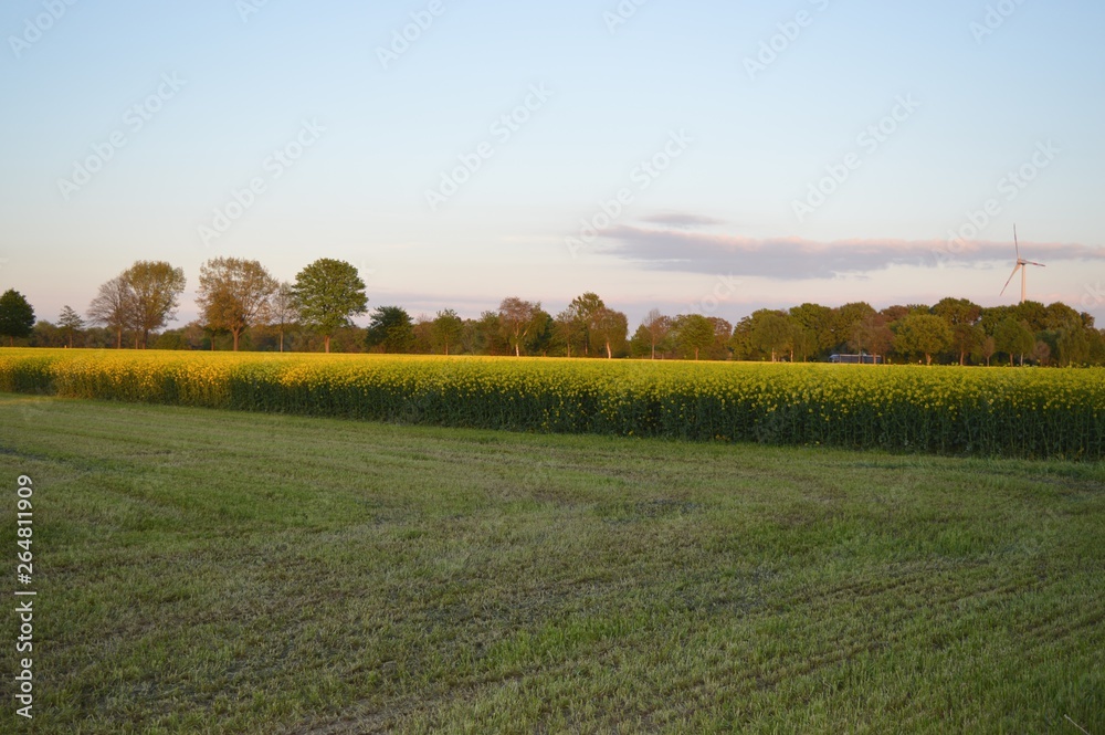 Fototapeta premium Rapsfeld