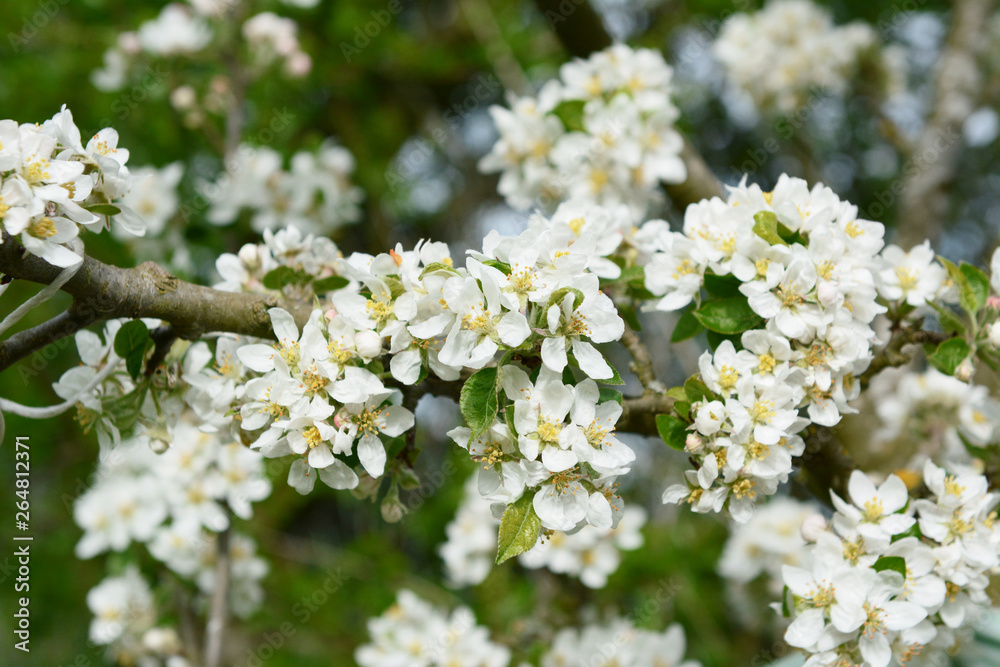 Bright white blossom and verdant foliage of a malus Bright white blossom and verdant foliage of a malus