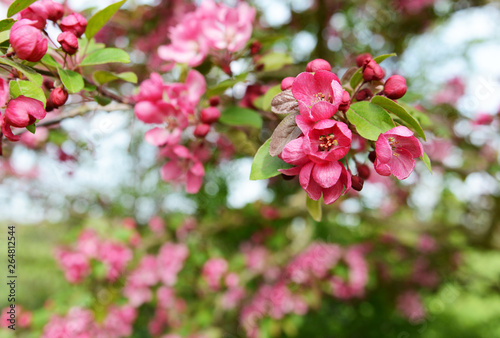 Wallpaper Mural Deep pink blossom flowers on a crab apple tree Torontodigital.ca