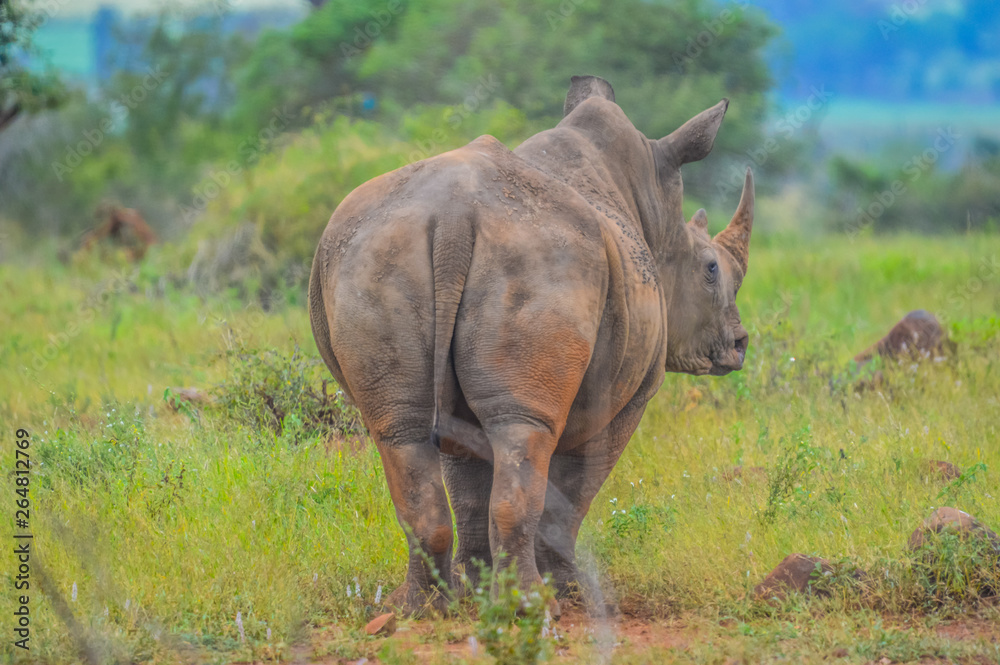 Obraz premium Portrait of cute male bull white Rhino or Rhinoceros in a group