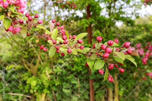 Long tree branch covered with deep pink blossom buds