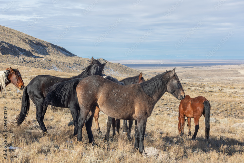 Wild Horses in the Utah Desert