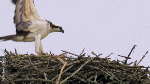 Osprey Bird flying in bringing nest materials to build nest 