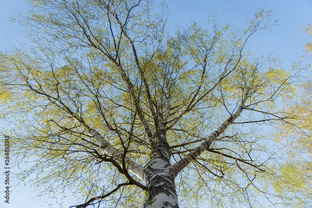 Fototapeta premium birch against the blue sky