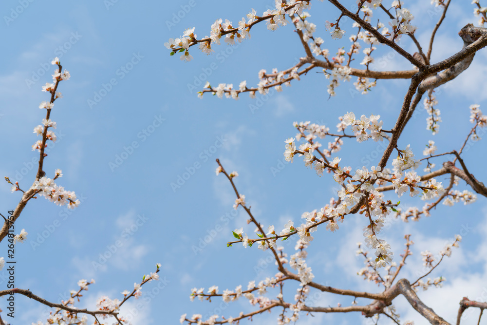 Spring flowering of apricot tree. Background for a festive wedding card and wedding invitation. Spring flowering of apricot tree. Background for a festive wedding card and wedding invitation.
