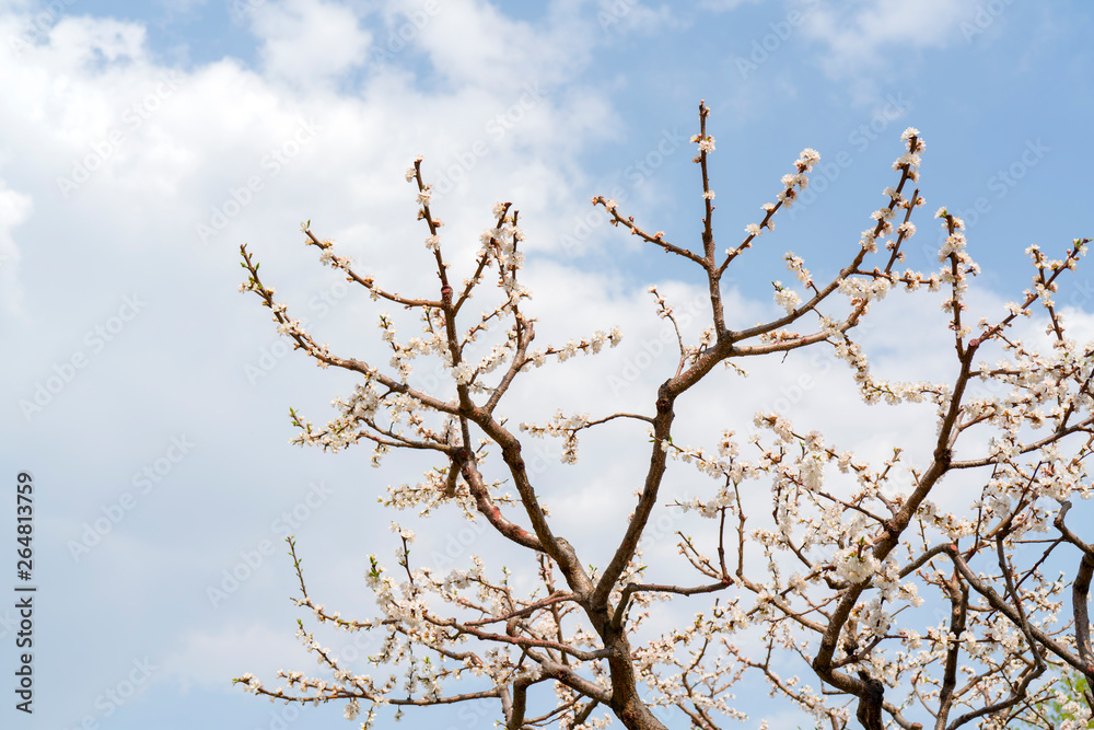 Spring flowering of apricot tree. Background for a festive wedding card and wedding invitation. Spring flowering of apricot tree. Background for a festive wedding card and wedding invitation.