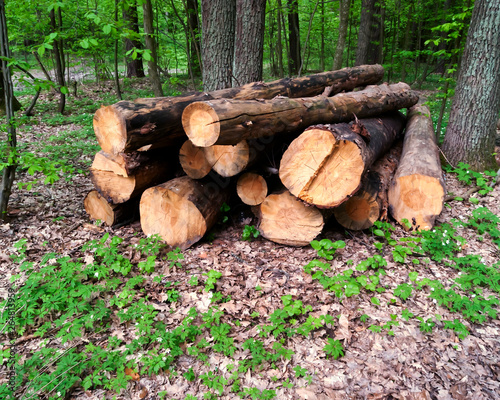 Logs in the spring forest