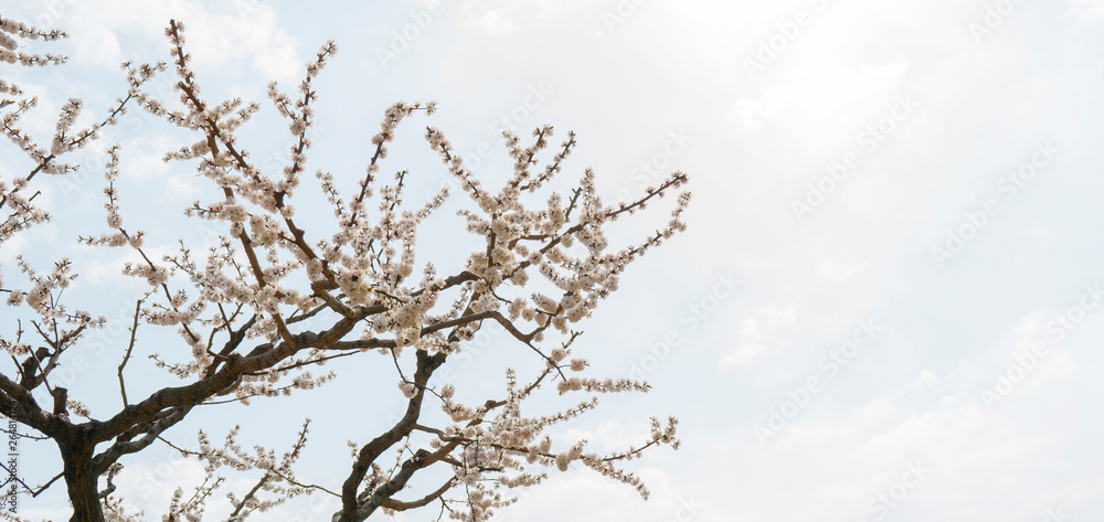 Spring flowering of apricot tree. Background for a festive wedding card and wedding invitation. Spring flowering of apricot tree. Background for a festive wedding card and wedding invitation.