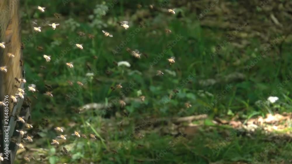 Honey Bee flying Bee hive with blurred background slow motion nature Honey Bee flying Bee hive with blurred background slow motion nature