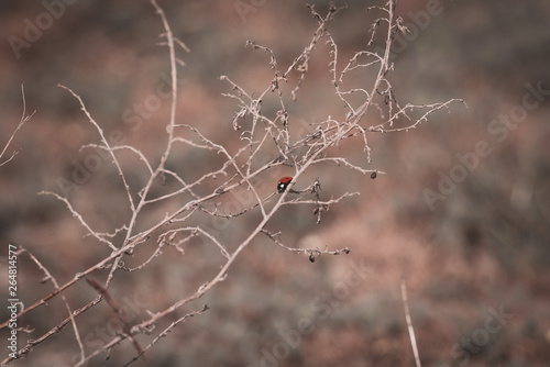 Red insect with black spots, ladybug © blanke1973