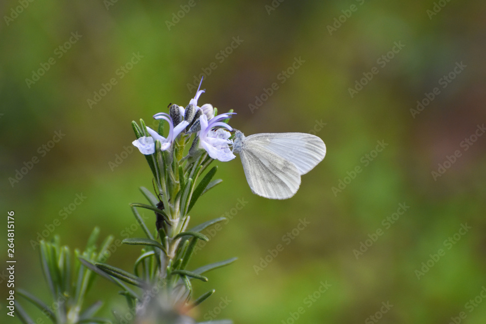 Beautiful white butterfly on flower. The Wood White butterfly, Leptidea sinapis Beautiful white butterfly on flower. The Wood White butterfly, Leptidea sinapis