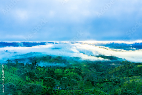 Beautiful foggy morning above tea plantation photo