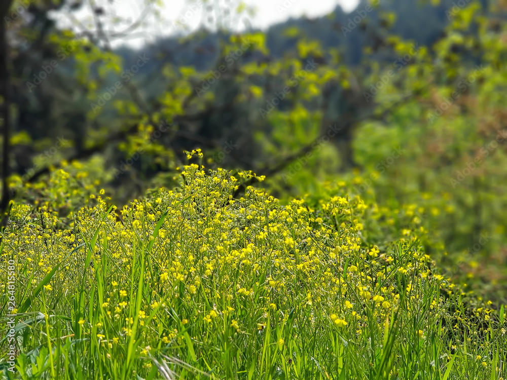 Obraz premium Yellow flowers growing in a field of grass
