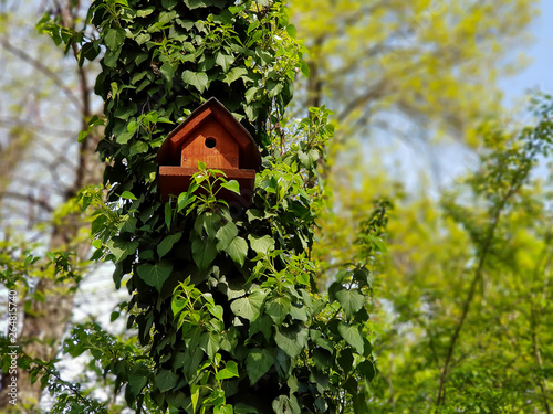 Bird house in a forest on a sunny day