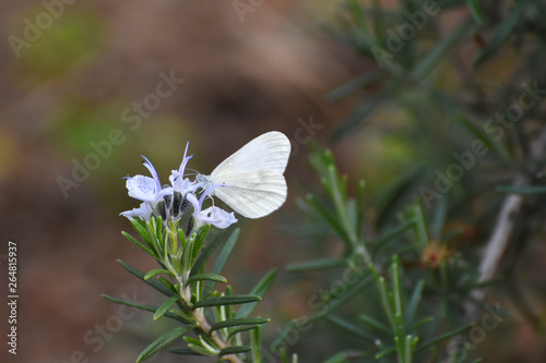 Beautiful white butterfly on flower. The Wood White butterfly, Leptidea sinapis photo