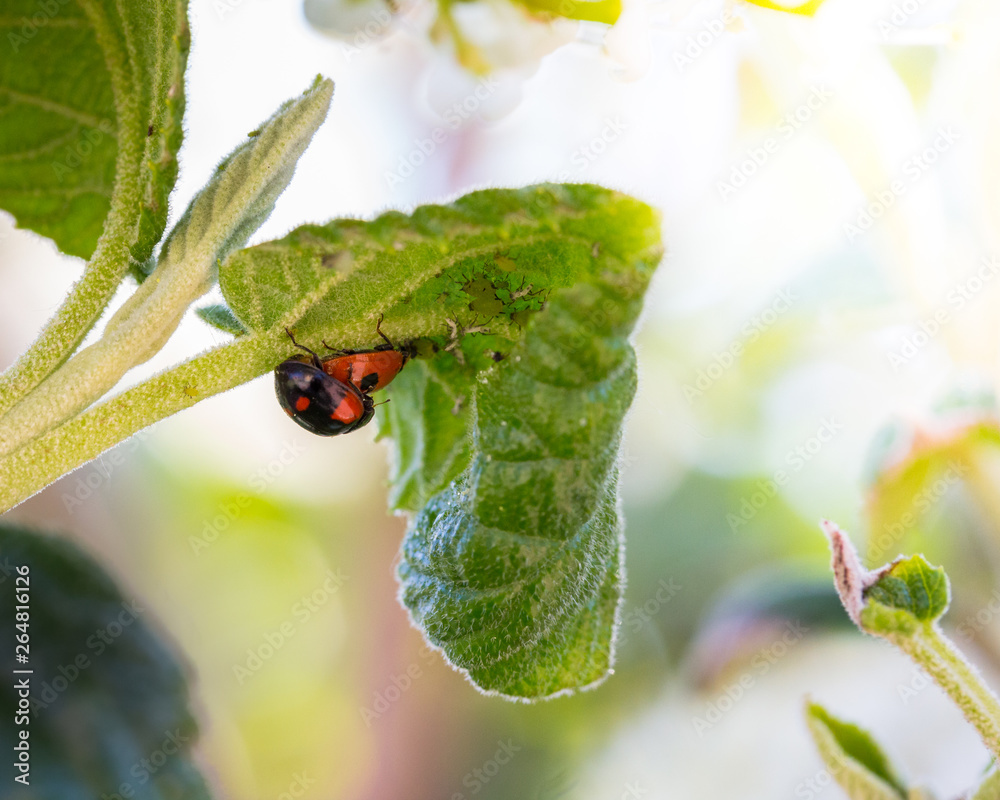 two ladybug caught in a special moment upside down underneath a leaf two ladybug caught in a special moment upside down underneath a leaf