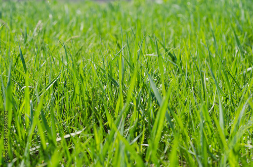 background with green juicy spring grass