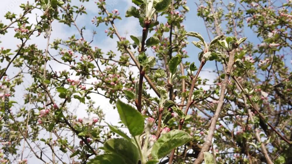 blossoming apple trees in an orchard blossoming apple trees in an orchard